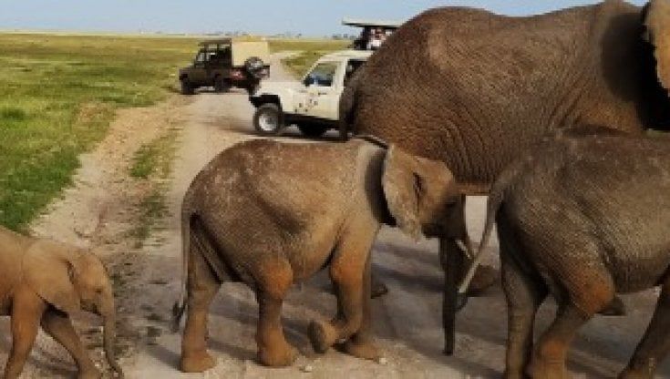 Usa, dalle tigri ai gorilla, tutti in fila allo zoo per il vaccino
