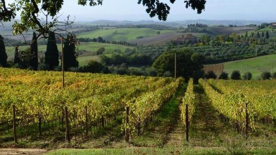 Altro che Sauvignon e Merlot: sono i vitigni autoctoni i "monumenti" che raccontano l'Italia partendo dalla terra