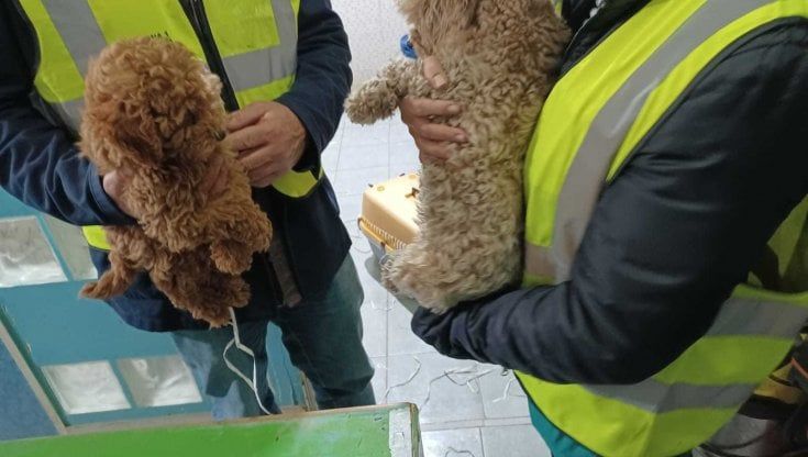 Animali: Asl sequestra 22 cani in un centro di toelettatura