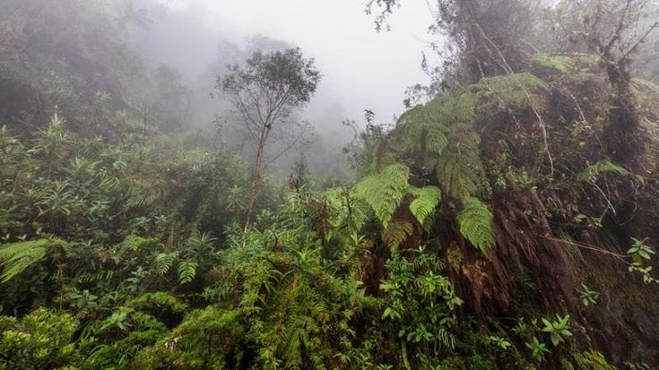 Progetto “Selva de Urundel”, la bolognese Ccc in difesa della foresta dello Yungas