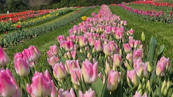 Tulipark, riapre il maxi campo di fiori con cento varietà: ognuno può farsi il suo bouquet