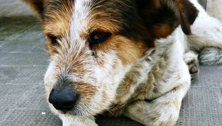 Addio a Rufus, il cane libero di Molfetta: "Sei stato un cittadino modello"