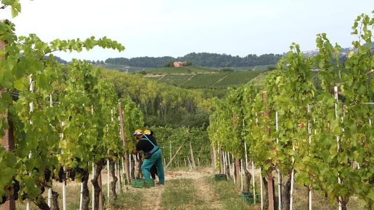 L’autunno più caldo, anticipi per vendemmia e raccolta delle olive