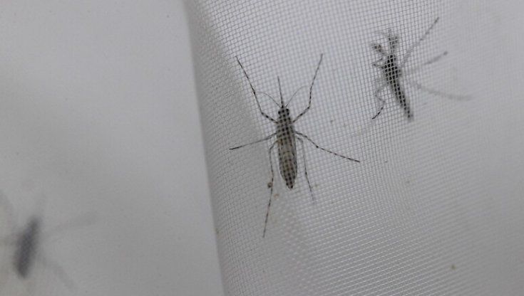 Casi di dengue in aumento in Italia: i sintomi a cui fare attenzione