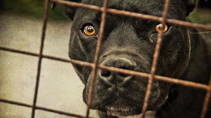 Cane morde neonato alla testa, l’esperto: “Questi animali non vanno lasciati da soli con i piccoli”