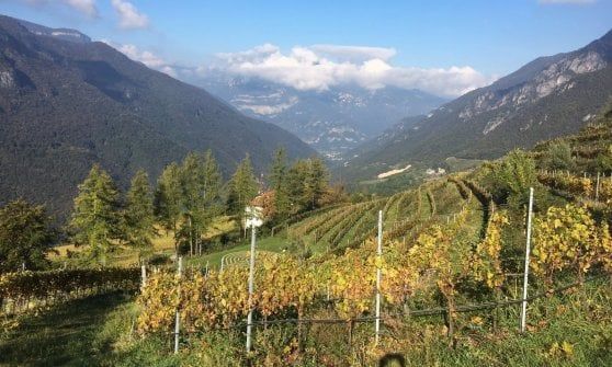 Viticoltura di montagna, una scommessa vincente 