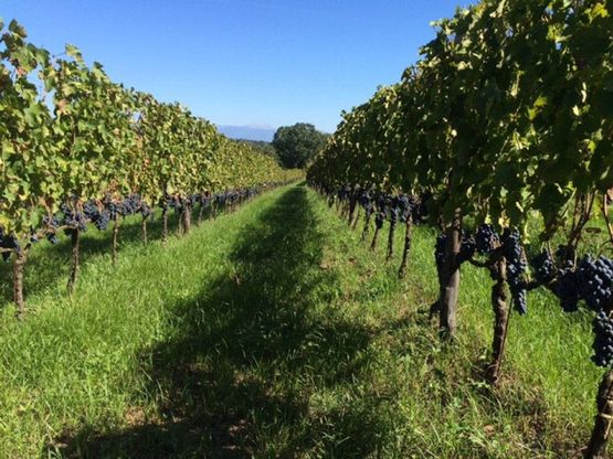 Nelle terre del Massico la vendemmia del Falerno