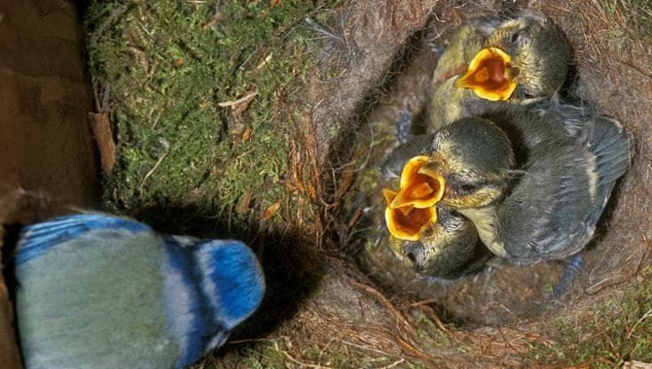 Per difendere i pulcini dai parassiti alcuni uccelli usano i mozziconi di sigaretta