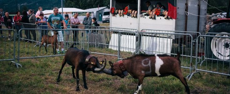 Il senso perduto della battaglia fra le capre