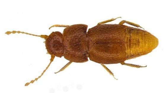 Un coleottero di nome Greta: omaggio a Thunberg