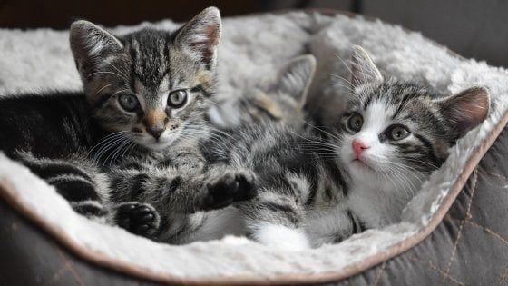 Festa nazionale del gatto: Felix non ha sette vite e non vede al buio. I falsi miti da sfatare