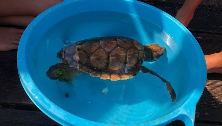 Tartaruga prigioniera di una rete da pesca, la salvano due bambini