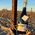 La rinascita della Spergola, il vino storico che Matilde di Canossa donò a Gregorio VII