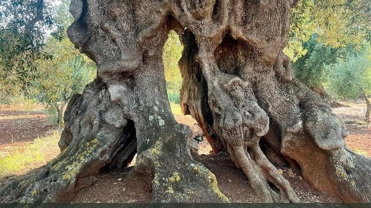 In Puglia nasce il parco degli ulivi monumentali: “Proteggiamo un pezzo della nostra cultura”