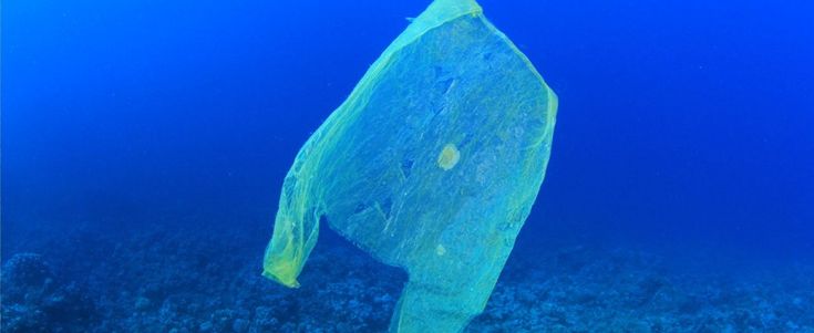 Inquinamento, un milione e mezzo di animali vittime di rifiuti di plastica negli oceani