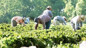 Il lato oscuro dell’agricoltura: i braccianti “sfruttati a tempo indeterminato”