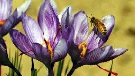 Coronavirus, la fitoterapia scende in campo contro il virus