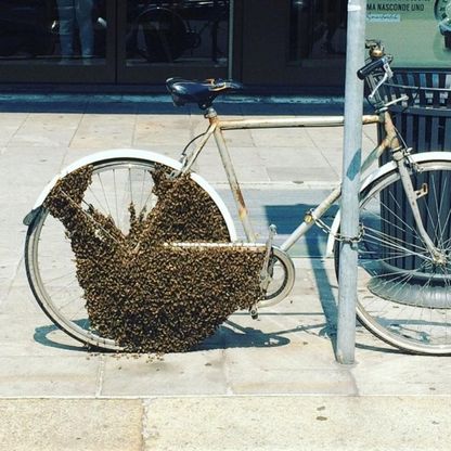 Milano, diecimila api colonizzano bicicletta: scompiglio in corso Buenos Aires