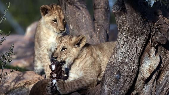 Lo Zoo Di Copenhagen Uccide Quattro Leoni L Enpa E Un Mattatoio La Stampa