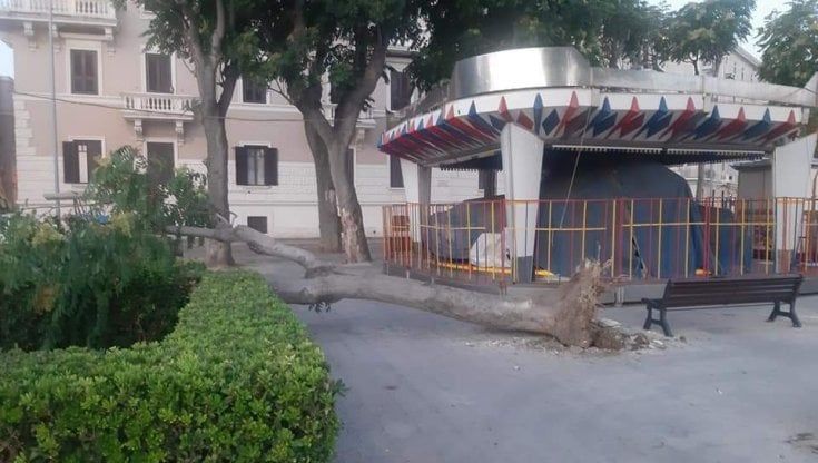 Bari, grosso albero cade in piazza Diaz accanto alla giostrina: è il secondo in tre mesi. "E' stato il vento"