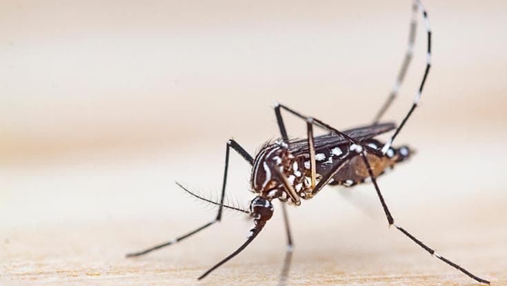 Chikungunya, un vaccino contro la malattia che “contorce” il corpo