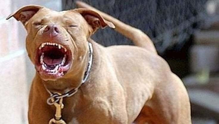 Salento, pitbull azzanna 32enne a spasso con il suo cagnolino: è in codice rosso. Caccia al proprietario 