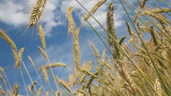 Agricoltura, in 10 anni scomparso un campo di grano su cinque