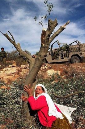 Turchia, aggrediti per aver difeso gli alberi<br />&nbsp;