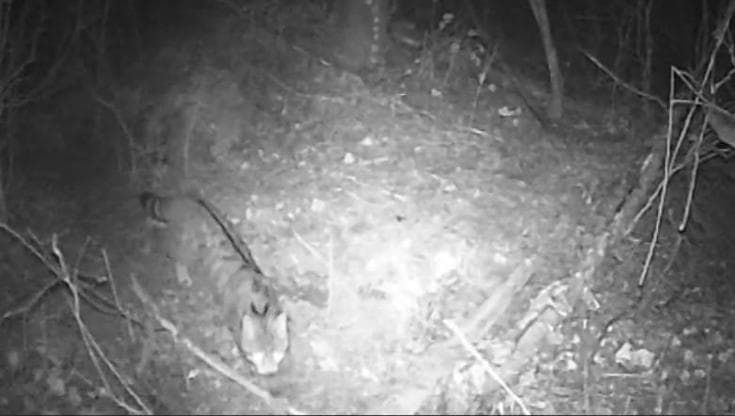 Dal gatto selvatico ai cuccioli di capriolo, così le fototrappole del biologo svelano gli animali