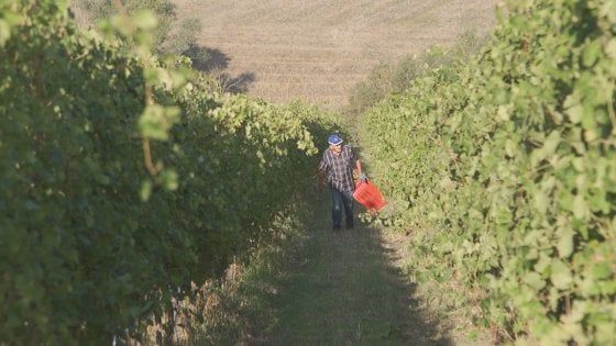 Vino: nasce OriginalItalia, e-commerce “slow” per piccoli produttori