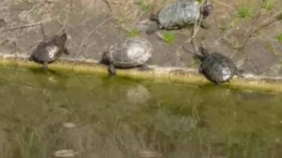 Parma, dove finiranno le tartarughe dell'ex Eridania? L'ultima ipotesi è Mirandola