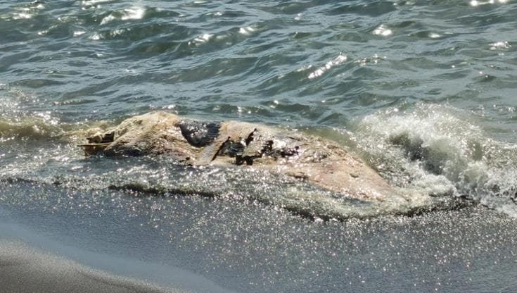 Torre del Greco, carcassa di una balena a pochi metri dalla spiaggia con bagnanti