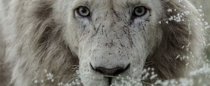 I nuovi denti di Aslan: l'ultima sfida dell'uomo che sussurrava ai leoni