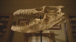 'Dinosaurs', sulle orme dei giganti del passato