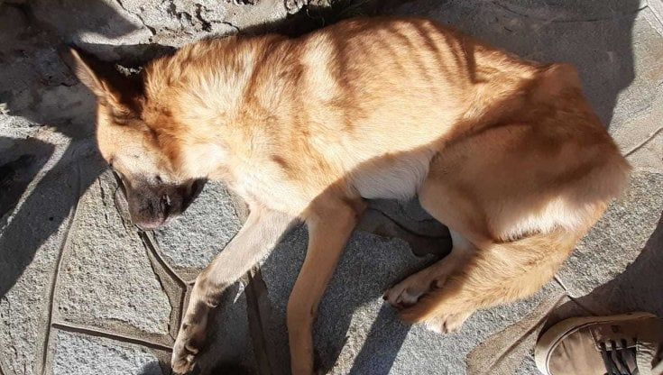 Torna a casa Ettore, il cane vittima di uno scherzo "crudele" su TikTok
