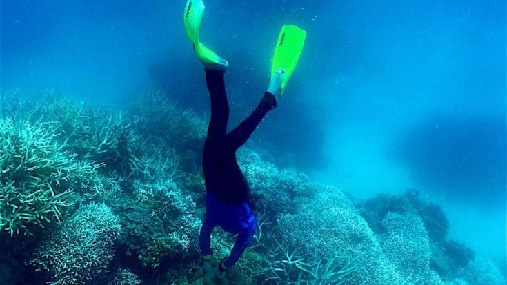Australia. A Sydney la biobanca del corallo. “Salveremo la Grande Barriera con la criogenesi”