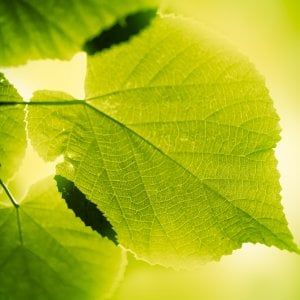 Ecco le cellule artificiali che dalla luce producono energia chimica