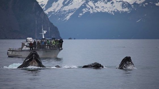 Il traffico spegne il canto delle balene. "A rischio i rituali di accoppiamento"