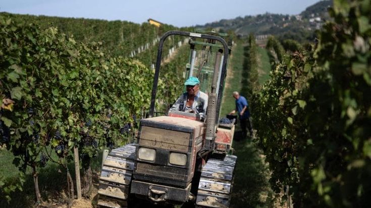 I vini del futuro premiati a Milano: un sigillo di qualità