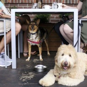 Cani ammessi nei locali pubblici, per l'Epat devono poter decidere i gestori
