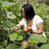 Coltivazioni slow food all'ombra di Pechino: la sfida del bio made in China