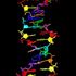 Creato un super Dna artificiale. La Nasa: 