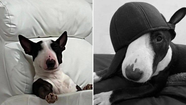La favola del cane Nintendo: da Bari alla California per tornare nella famiglia del proprietario morto. "Hai avuto angeli custodi accanto"