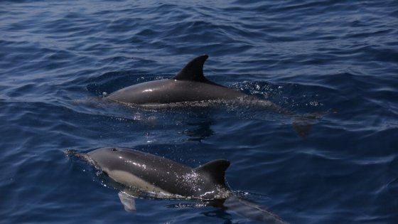 Ischia, che meraviglia: torna il delfino comune