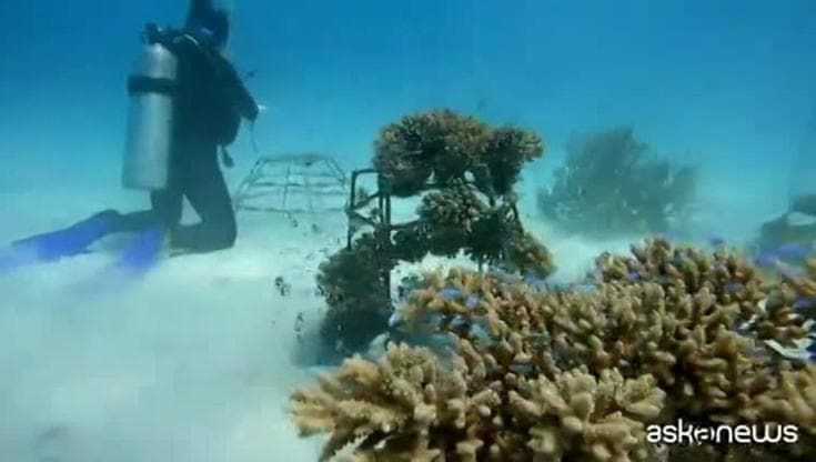Tecnologia 3D e IA per salvare la barriera corallina
