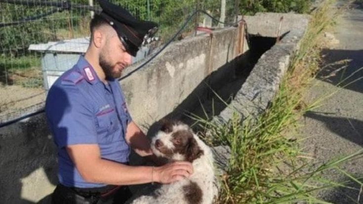 Cagnolino da tartufo precipita in un fosso, i carabinieri lo salvano: l’allarme partito sui social