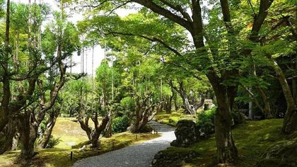 Alberi senza polline: la soluzione del Giappone all’allergia che colpisce il 40% della popolazione
