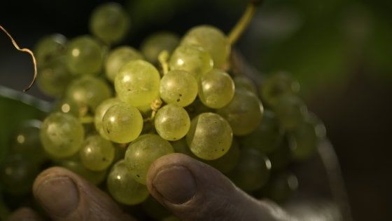 Quante anime ha il Prosecco? Storia di un'eccellenza italiana