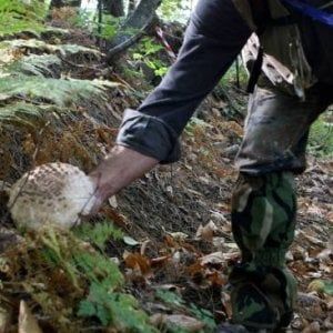 Incidenti in montagna, il record dei raccoglitori di funghi: 9 morti in un anno