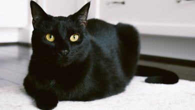 Giornata del gatto nero, sai quali sono i più famosi della storia ...